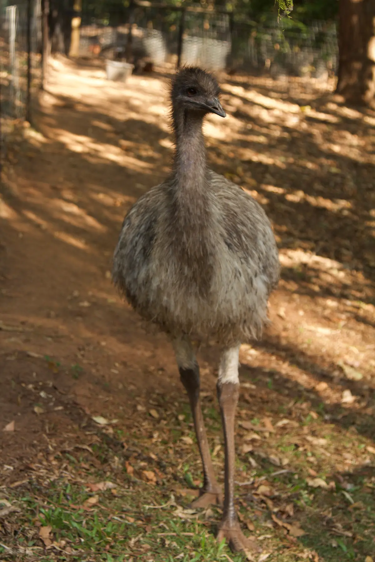 Native Wildlife in Rehabilitation